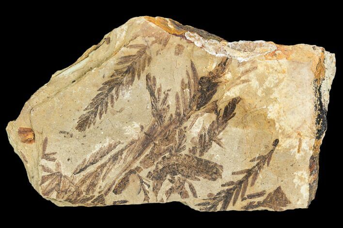 Metasequoia Fossil Plate - Cache Creek, BC #110906